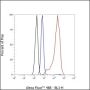 Anti-MCM7 Rabbit mAb