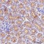 Anti-Ezrin Rabbit mAb