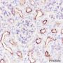 Anti-Ezrin Rabbit mAb