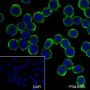 Anti-OLR1/LOX1 Rabbit mAb
