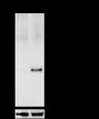 Anti-Phospho-FADD (Ser194) Rabbit mAb