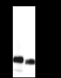 Anti-CD90/Thy1 Rabbit mAb