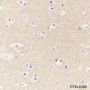 Anti-CD90/Thy1 Rabbit mAb