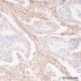 Anti-CD90/Thy1 Rabbit mAb
