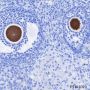 Anti-DDX4 Rabbit mAb