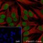 Anti-CHD3 Rabbit mAb