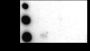 Anti-Trimethyl-Histone H3 (Lys23) Rabbit pAb