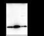Anti-Trimethyl-Histone H3 (Lys23) Rabbit pAb