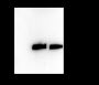 Anti-Trimethyl-Histone H3 (Lys23) Rabbit pAb