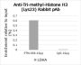 Anti-Trimethyl-Histone H3 (Lys23) Rabbit pAb
