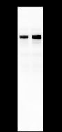 Anti-HEC1 Mouse mAb