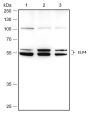 Anti-ELP4 Rabbit mAb