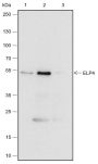 Anti-ELP4 Rabbit mAb