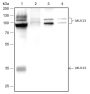 Anti-MUC13 Rabbit mAb