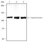 Anti-Topoisomerase I Rabbit mAb
