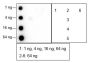 Anti-Trimethyl-Histone H3 (Lys23) Rabbit mAb