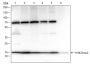 Anti-Trimethyl-Histone H3 (Lys23) Rabbit mAb