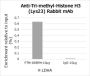 Anti-Trimethyl-Histone H3 (Lys23) Rabbit mAb