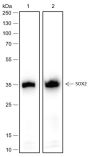 Anti-SOX2 Rabbit mAb