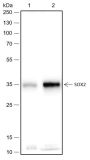 Anti-SOX2 Rabbit mAb
