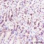 Anti-SOX2 Rabbit mAb