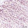 Anti-SOX2 Rabbit mAb