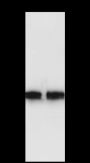 Anti-CDK2 Rabbit mAb