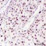 Anti-CDK2 Rabbit mAb