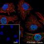 Anti-CDK2 Rabbit mAb