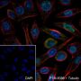 Anti-CDK2 Rabbit mAb