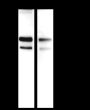 Anti-MHC Class I Rabbit mAb