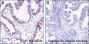 Anti-Dimethyl-Histone H3 (Lys14) Rabbit mAb