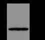 Anti-Dimethyl-Histone H3 (Lys4) Mouse mAb