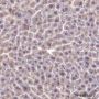 Anti-FABP1 Rabbit mAb
