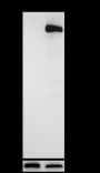 Anti-CD163 Rabbit mAb