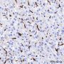 Anti-CD163 Rabbit mAb