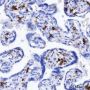Anti-CD163 Rabbit mAb