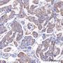 Anti-beta Tubulin Rabbit mAb