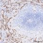 Anti-CD102/ICAM-2 Rabbit mAb