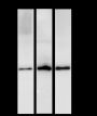 Anti-Rad51 Rabbit mAb
