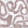 Anti-Rad51 Rabbit mAb