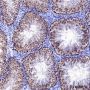 Anti-Rad51 Rabbit mAb