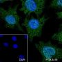 Anti-Rad51 Rabbit mAb