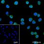 Anti-Rad51 Rabbit mAb