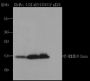 Anti-Trimethyl-Histone H3 (Lys4) Mouse mAb