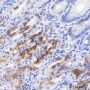 Anti-Gastric Mucin-6 / MUC6 Rabbit mAb