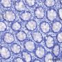Anti-Gastric Mucin-6 / MUC6 Rabbit mAb