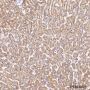 Anti-COX IV Rabbit mAb