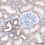 Anti-COX IV Rabbit mAb
