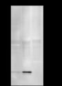 Anti-COX IV Rabbit mAb